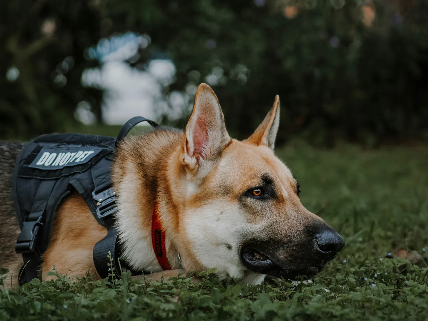 Berger allemand en harnais de travail de chien de sécurité, au repos entre deux rondes